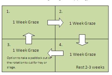 The benefi t of rotational grazing is that the pasture is given time to re-grow and replenish root reserves before the next grazing.