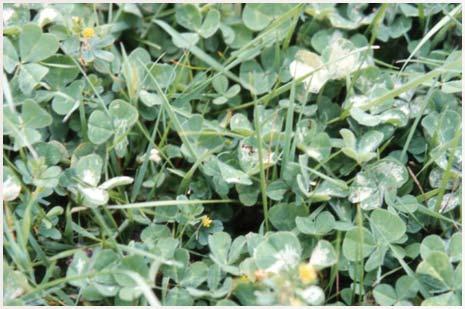 Pasture Pests Watch out for pasture pests such as red legged earth mite and lucerne fl ea which will feed on pasture leaves in the spring and autumn.