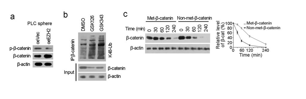 Supplementary Figure 5 β-catenin methylation promotes its stability.