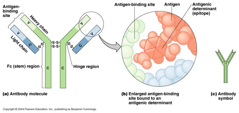 antihuman immune serum globin (αhisg) -antibody that will bind to human antibodies at Fc region -αhisg antigen binding sites are specific for any human IgG (or IgM) molecules as their