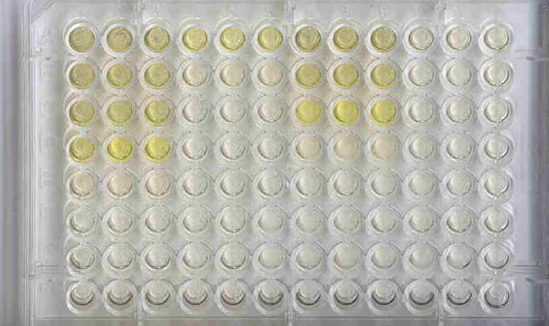 3. ELISA (Enzyme Linked ImmunoSorbant Assay) -used to detect either antibodies or antigens in patient sample -performed in microtiter plate -positive reaction produces
