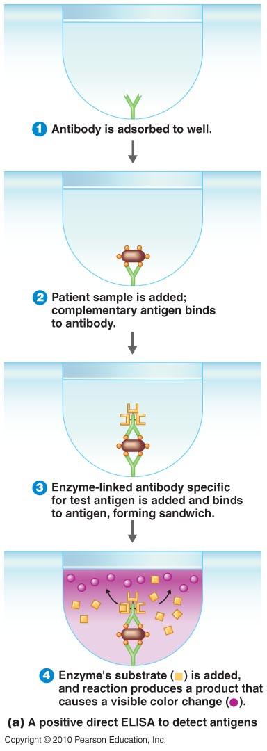 A. Direct ELISA ( Sandwich ELISA ) -antibody bound to dish -assay for presence of