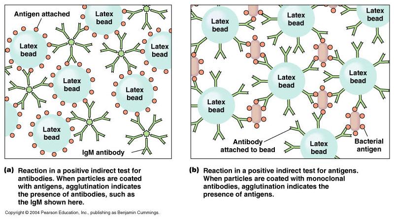 B. Indirect agglutination tests -indirect = uses latex particles -two ways: 1.