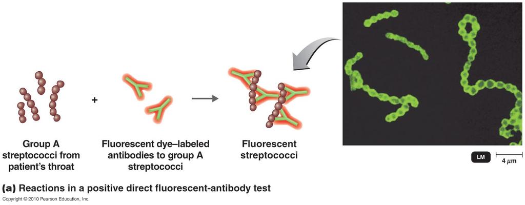 2. Fluorescent Antibody Labeling -use antibody chemically linked to florescent dye that is visible with UV light A.