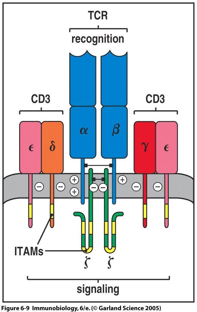 T Cell Receptor complex ITAMs