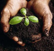 and amount of organic matter which improves the soil structure and