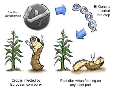 kills corn borer caterpillars It makes its own pesticide Most common traits introduced The most common