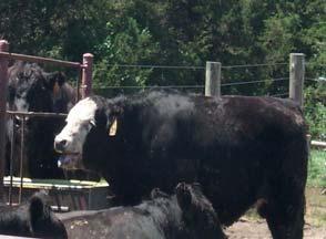 = clean and dry cattle