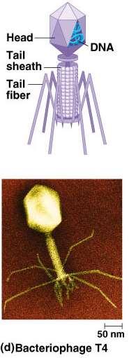 Bacteriophages Viruses that infect bacteria ex. phages that infect E.