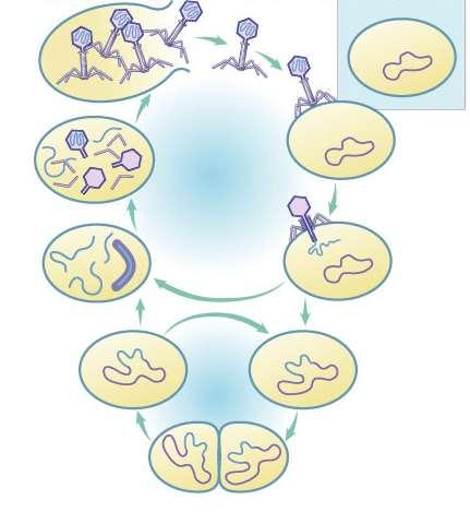 Bacteriophage lifecycles AP Biology Lytic reproduce virus in bacteria release virus by