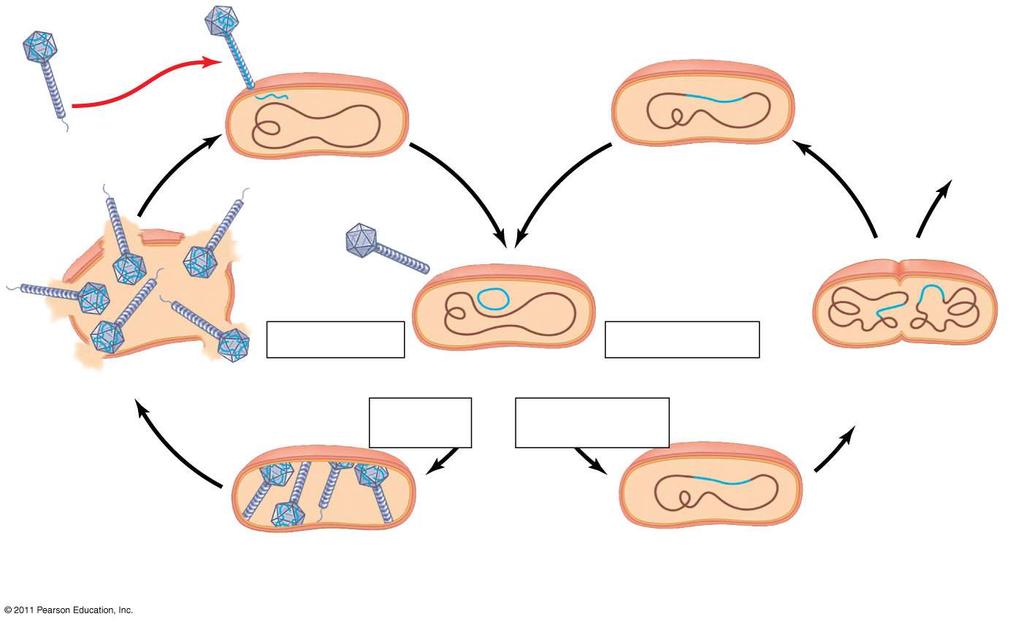 Lysogenic lifecycle of phages Phage DNA The phage injects its DNA. Daughter cell with prophage Phage Bacterial chromosome Phage DNA circularizes.