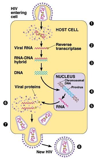 HIV infection HIV enters host cell macrophage & CD4 WBCs cell-surface receptor reverse transcriptase synthesizes double stranded DNA from viral RNA high mutation rate