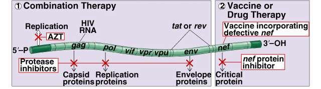 HIV treatments inhibit vrna replication AZT Inhibits reverse transcriptase activity