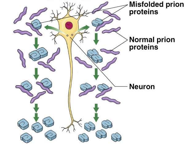 Prions Misfolded proteins infectious