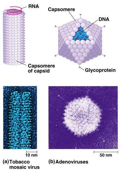 Viral protein coat Capsid crystal-like protein shell 1-2 types of proteins many