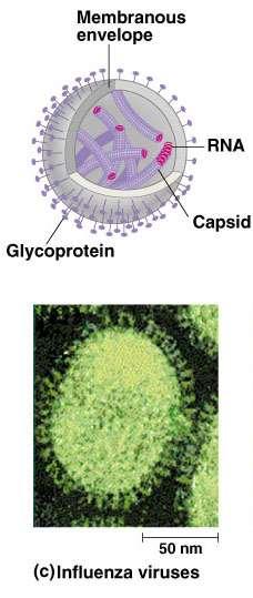 Viral envelope Lipid bilayer membranes cloaking viral capsid envelopes are