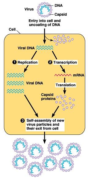 Generalized viral lifecycle Entry virus DNA/RNA enters host cell Assimilation viral DNA/RNA takes over host reprograms host cell to copy viral