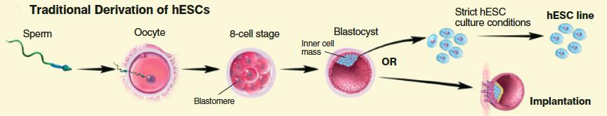 Embryonic Stem (ES) Cells 1. Pluripotent - can generate any cell type in the body. 2. From 5-7 day-old blastocyst - ICM. 3.