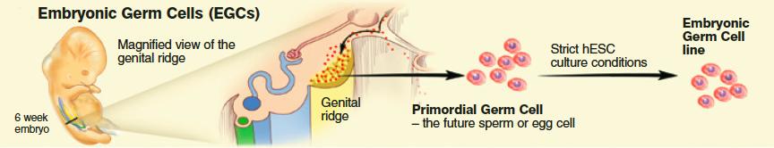 2. Embryonic Germ Cells (EGCs) 1. Primordial germ cells (PGCs) destined to become gametes (oocytes / sperm cells) 2. From 5-7 week-old embryos developing into fetus. 3.