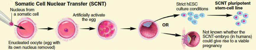 Artificial activation of egg and 5-7 days in culture allows development of ES cell-like, SCNT pluripotent stem-cell line. 3.