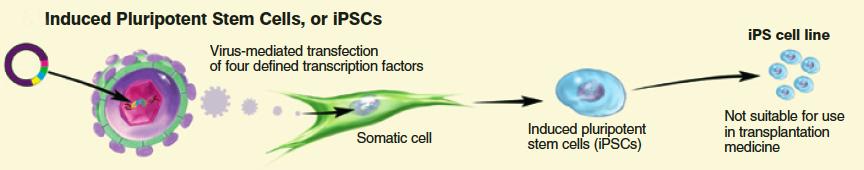 6. Induced Pluripotent Stem Cells (ipscs) 1. Mature somatic cells were genetically engineered by virus to achieve pluripotent, ES-like state (Nov 20