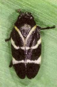 Opportunity to be cost effective: Sugarcane The Plague Spittlebug