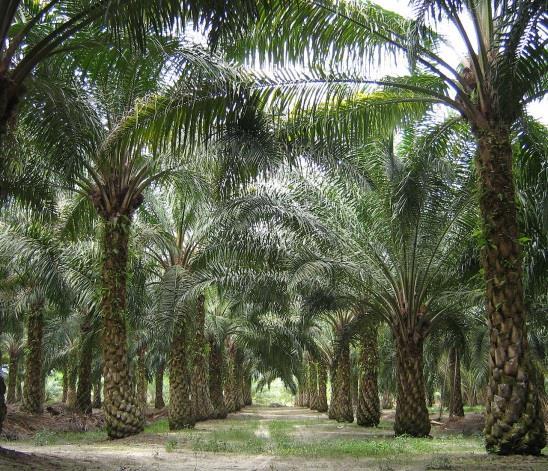 management Secondary standards Industrial perennial crops e.g. sugar cane, oil palm, fruit processors etc.