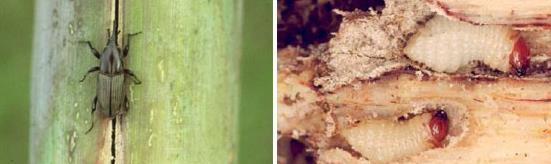 Emerging opportunities: Sugarcane Sugarcane weevil (Sphenophorus levis) Damage caused: Larvae feed an create galleries in basal