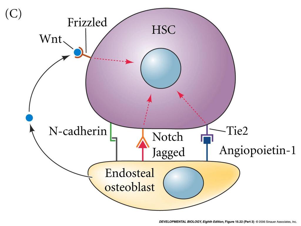 The niche includes signals from surrounding cells Osteoblasts of the bone provide a niche for the HSC to continue dividing Wnt