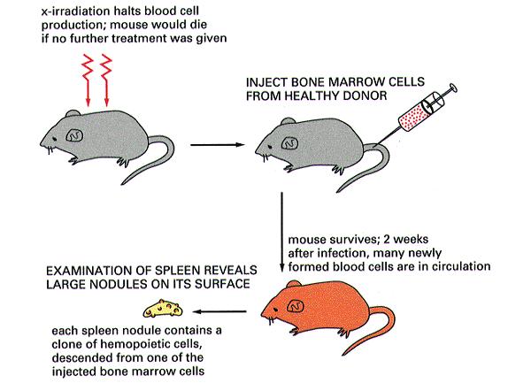 Each spleen nodule contains hematopoietic cells descended from injected bone