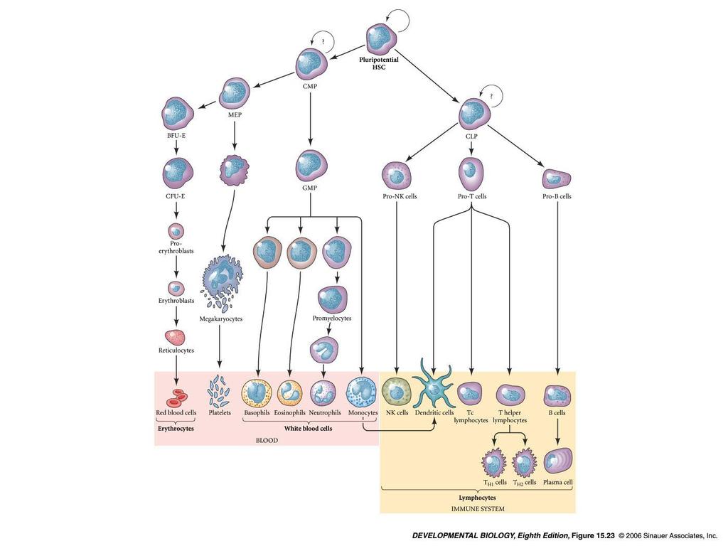 The myeloid and lymphoid cell lineages?