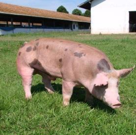 Swine breeding and