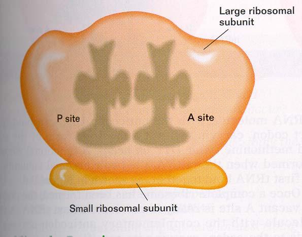 Ribosomes Ribosome are composed of rrna and proteins.