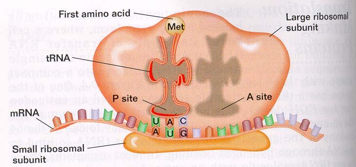 Translation: Begins when mrna binds to the smaller ribosomal subunit. Large subunit attaches (ribosome is complete).