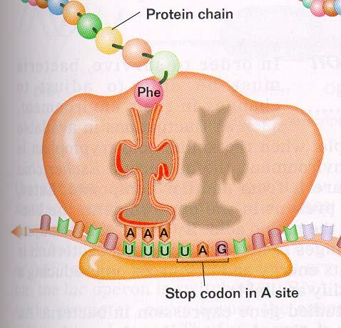 Translation continued The sequence continues until a stop codon (for which there is no anticodon)is reached