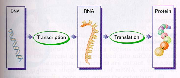From Genes to Proteins Gene expression