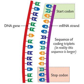 Start and Stop codons These are essentially punctuation marks in the genetic code Methionine codon serves as the initiation or start codon for