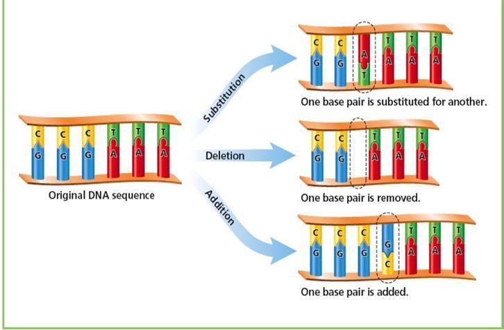 Gene mutations Gene mutations that involve changes in one or a few nucleotides are point mutations They occur at a single