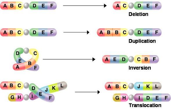 Chromosomal mutations Involve changes in the number or structure of chromosomes Can change gene
