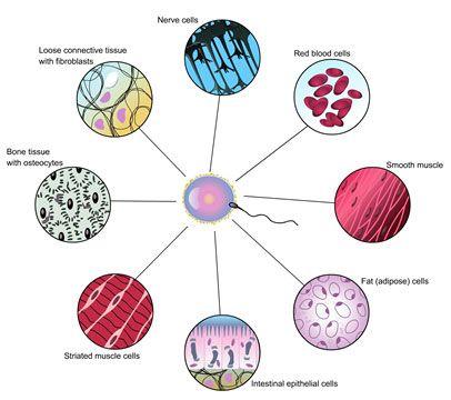 Cell specialization Everything is more complicated in Eukaryotes why?