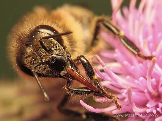 and more Colletes on