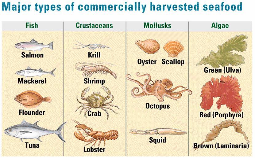 Food From The Sea / Fisheries Majority of harvest consist of fishes (finfish) = 84% =