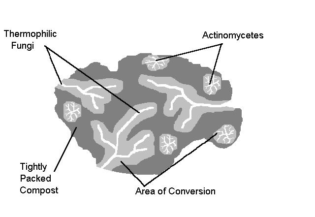 Microbial Growth Patterns Area of