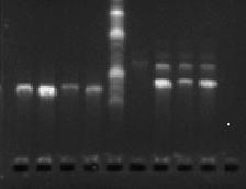 WT CW6054.1 CW6054.2 CW6054.3 WT CW6059.1 CW6059.2 CW6059.3 WT CW6059.1 CW6059.2 CW6059.3 Figure S8. Diagnostic PCR strategies. (A) i.