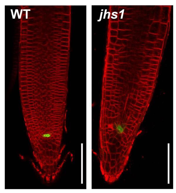 Supplemental Figure 2. Expression of ProWOX5:GFP in the roots of transgenic wild-type (WT) and jhs1 seedlings.