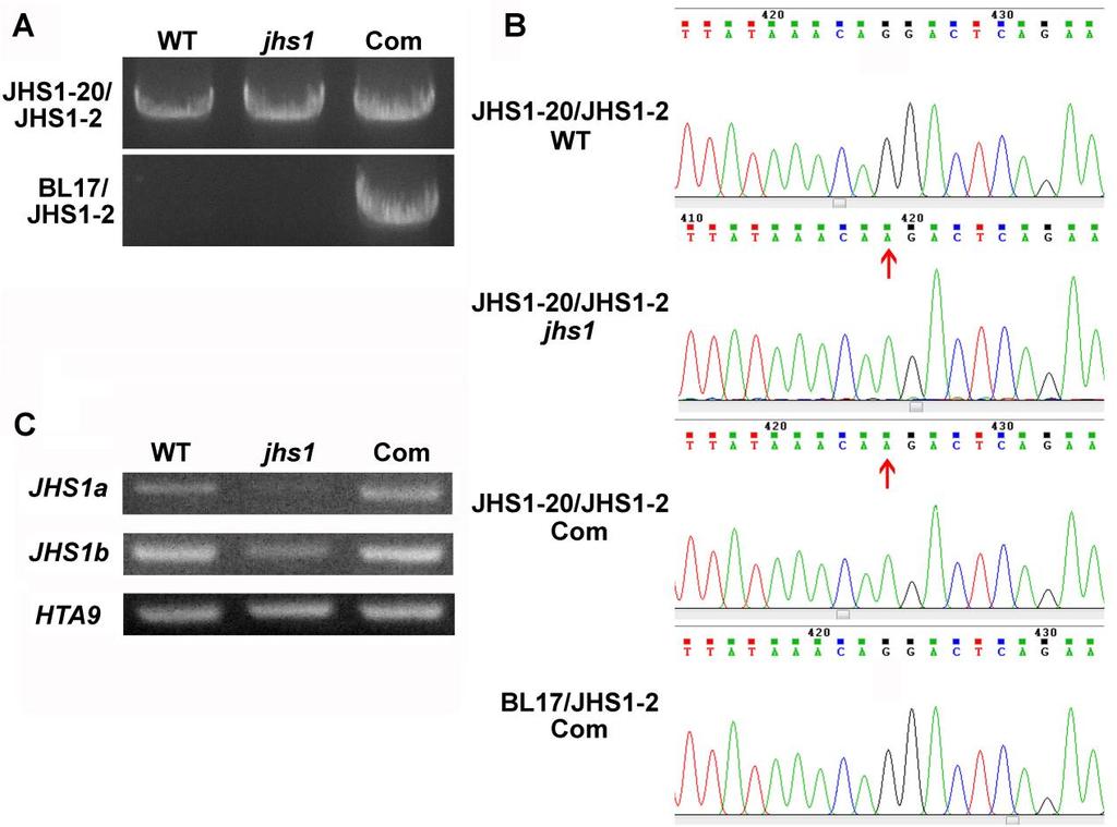 Supplemental Figure 5. Genotyping and gene expression analysis of the complemented jhs1 plant. (A) Genotyping of the complemented mutant plant.