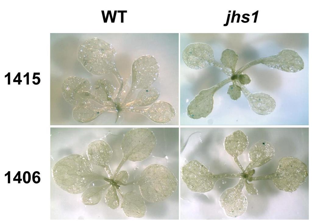 Supplemental Figure 8. Homologous recombination (HR) in jhs1 mutant plants.