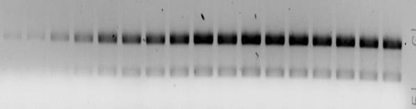 (A) Coomassiestained SDS protein gel of whole cell extract (WCE), nuclear (N), post mitochondrial (PMT) and ribosome