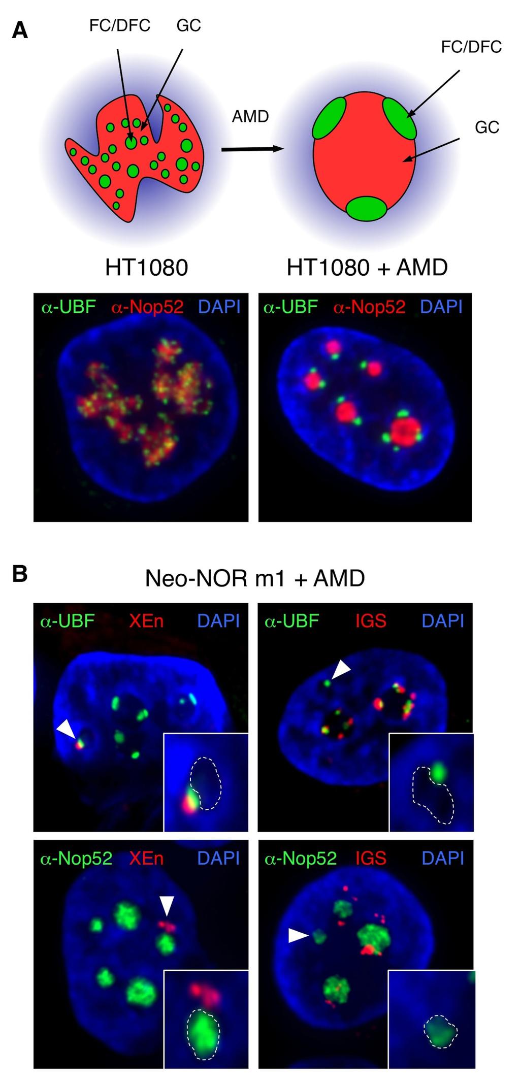 Supplemental Figure S11. Nucleolar segregation upon Actinomycin D (AMD) treatment.