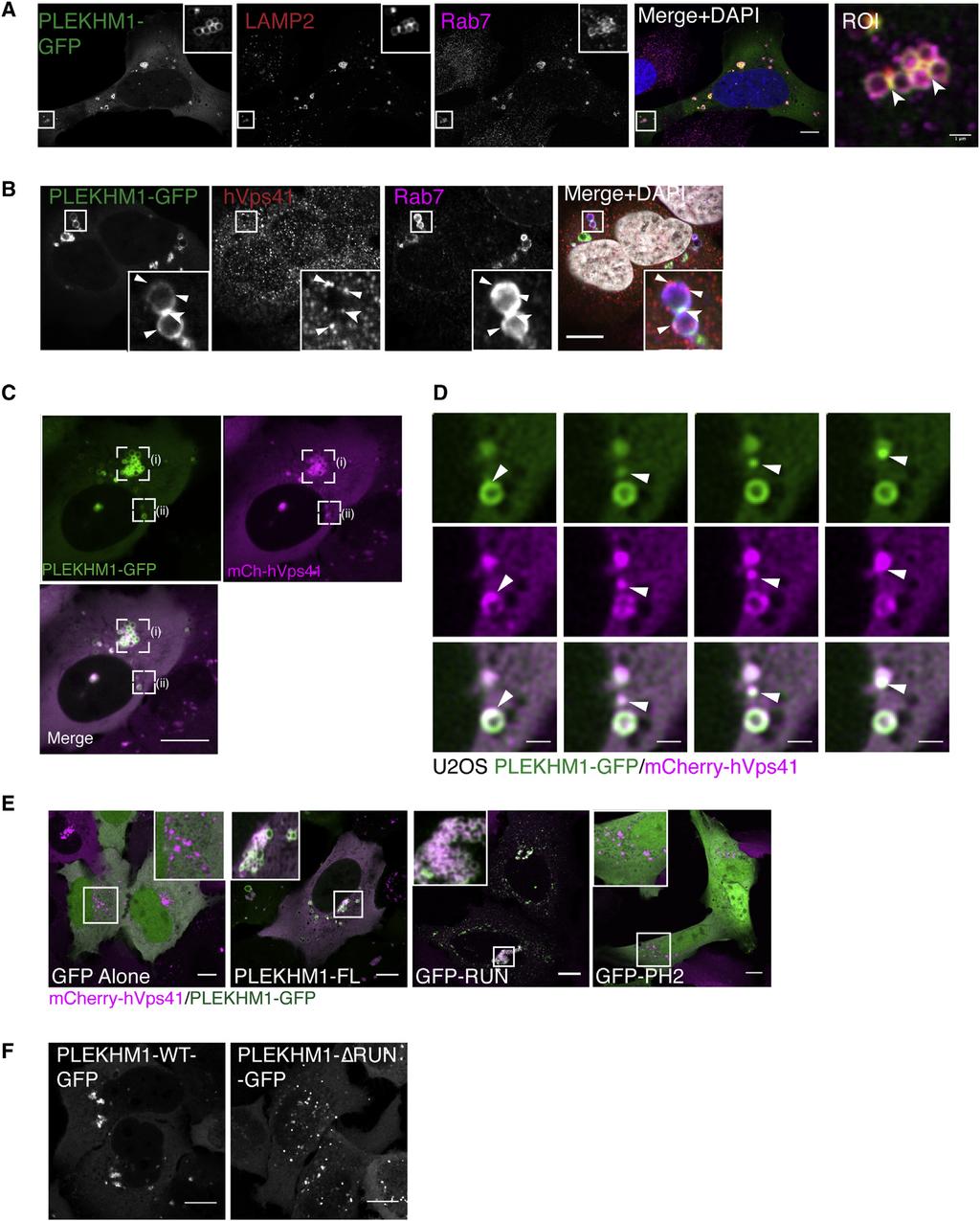 Figure 4. PLEKHM1 and HOPS Coordinate Vesicle Tethering and Fusion (A) U2OS cells stably expressing PLEKHM1-WT-GFP were fixed and stained for endogenous LAMP2 and Rab7 proteins.